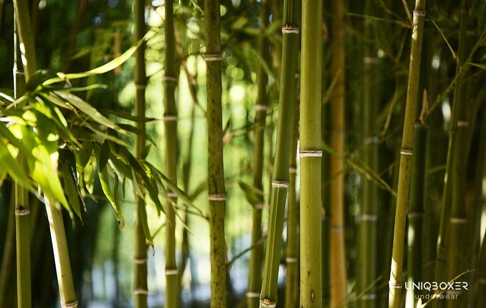 Countries Produce Bamboo for Textiles