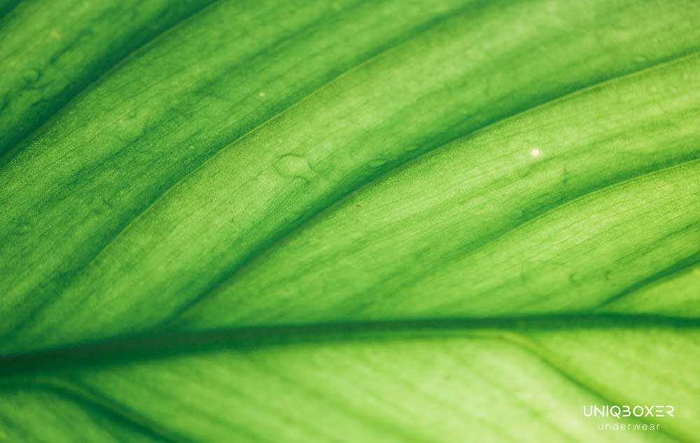 Is Bamboo Better Than Cotton? The Answer for Eco-Friendly Choices