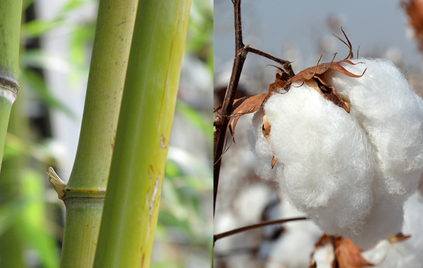Bamboo Versus Cotton